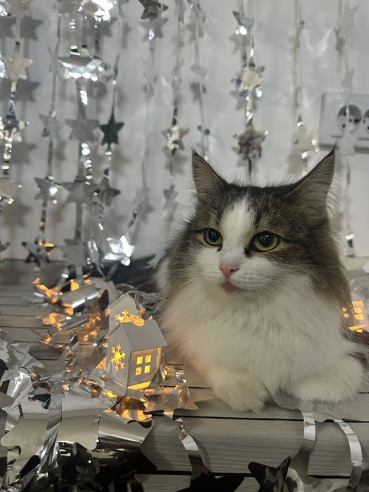 Груминг для домашних животных