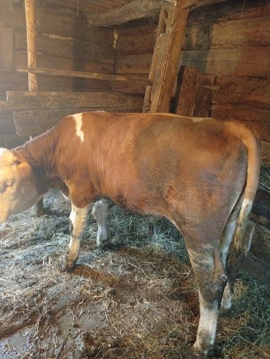 Vițel de vânzare între 220-230 de kg avem și mai mici