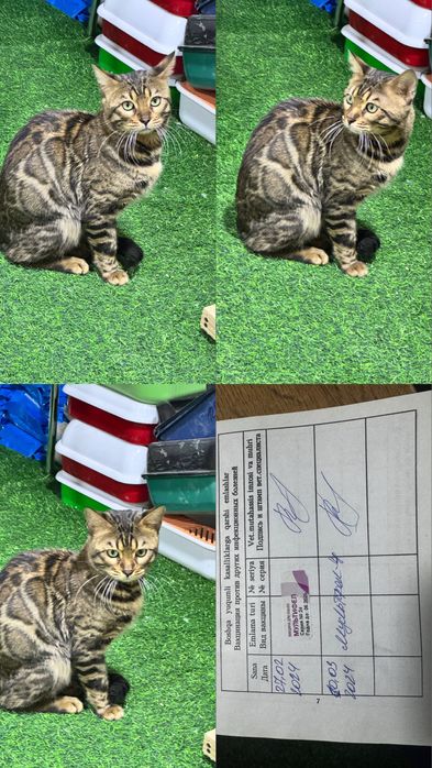 Бенгал королевский мушук сотувда