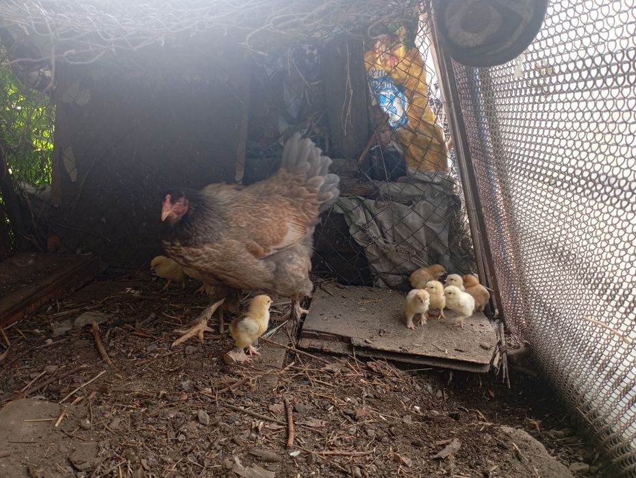 Квочка с Циплятоми