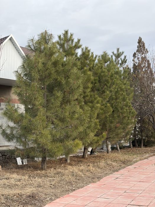 Сосна елки 8 м , ёлки живые