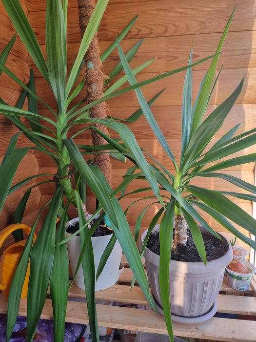 Продам комнатные цветы