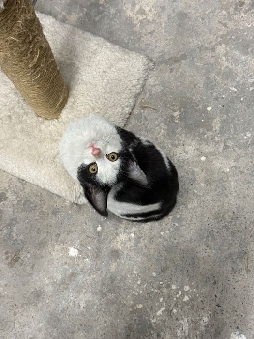 Котята 3,5 месяца