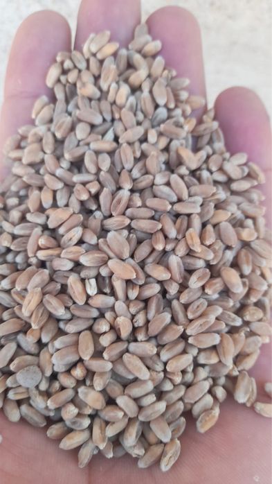 Бидай сатылады тазаланған