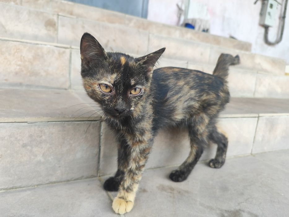 Отдам котят в хорошие руки