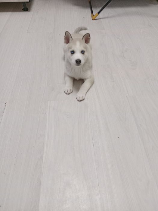 Продается щенок  Сибирской Хаски