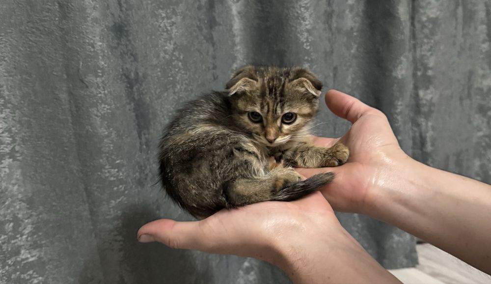 Вислоухая кошечка в добрые руки бесплатно