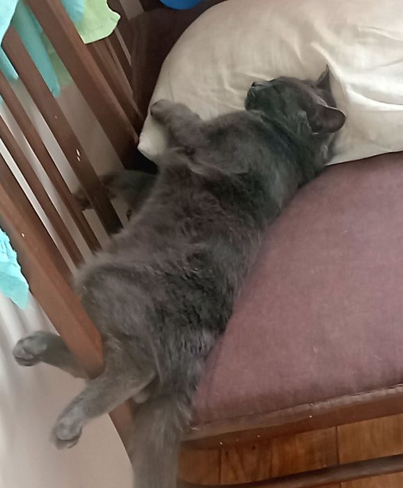 Молодой котик ищет новый дом
