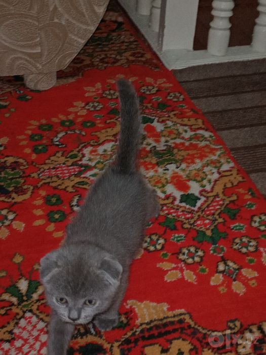 Mushuk Scottish fold