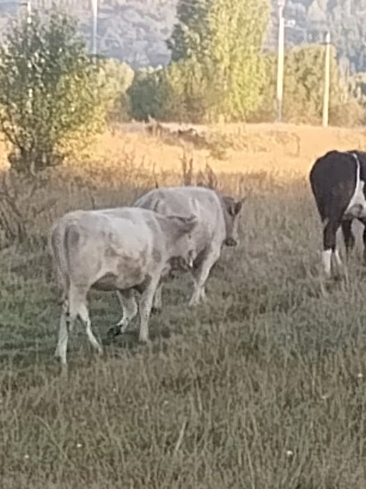 Продам нетелей и быков