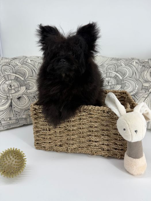 Помапу пудел/померан