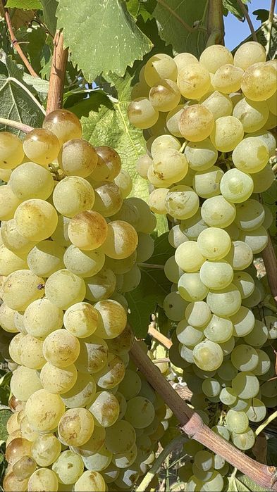 Struguri Dragasani  - Cramposie Selectionata - Cabernet Sauvignon
