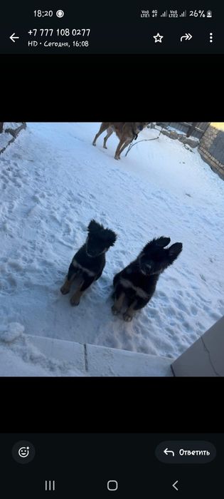 Дарю щенят.     .