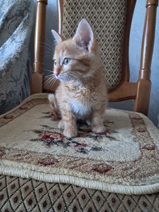 Отдам котенка бесплатно