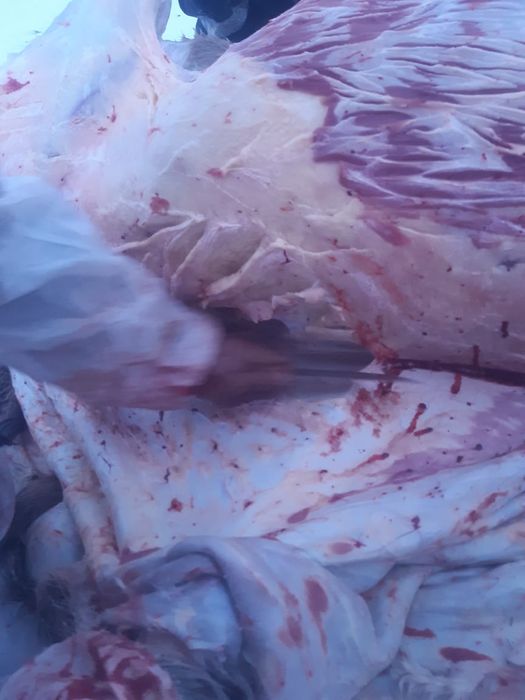 Согым семиз байтал 3000 тг кг