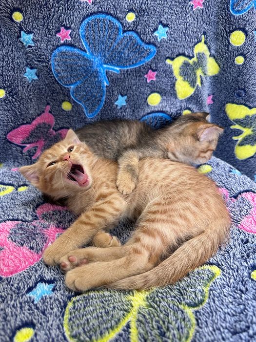 Котята в добрые руки