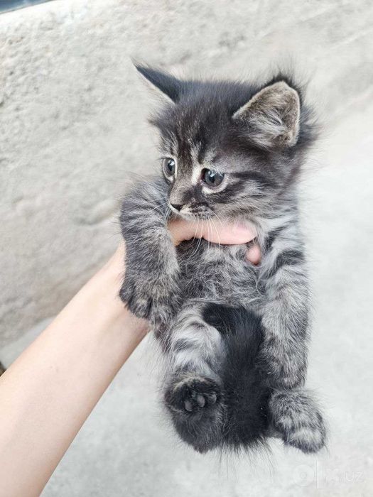 Котята даром, в добрые руки