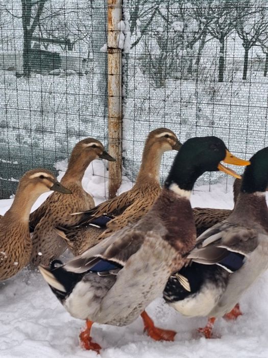 Vand oua incubat ratuste  Rouene