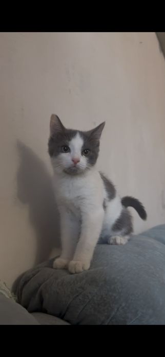 отдаем котенка в добрые руки