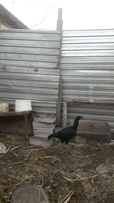 Дакан екі қоразы бір шіби.