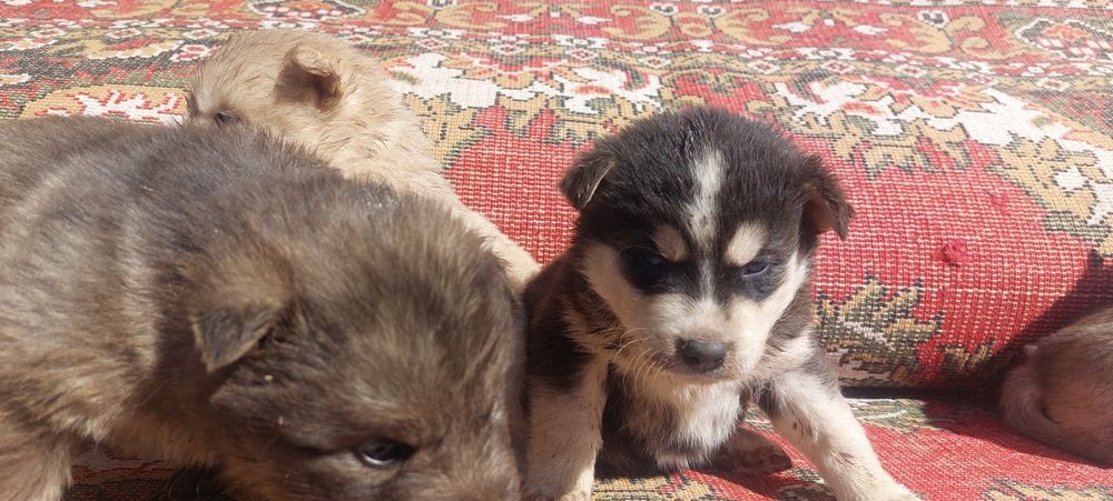 Щенки Хаски чистокровные