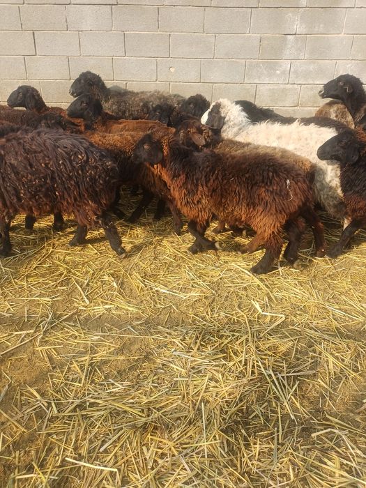 Токтылар сатылады