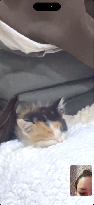 котенок, девочка, 3 недели всего, бесплатно