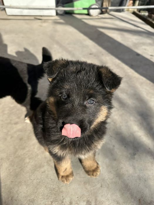 Малки Немски Овчарки