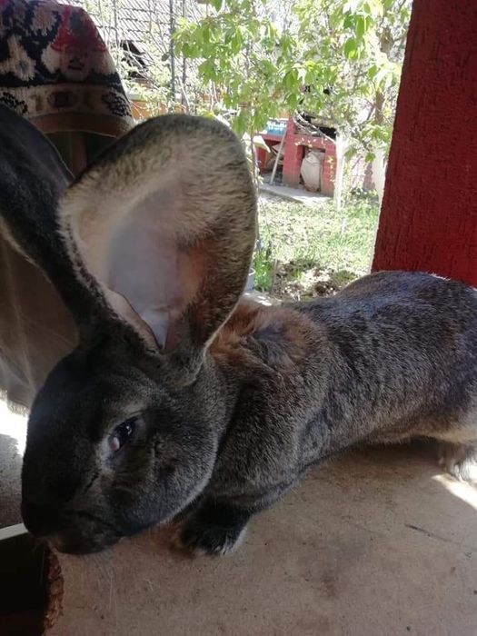 Masculi și Femele Uriaș German 7 luni rasă pură