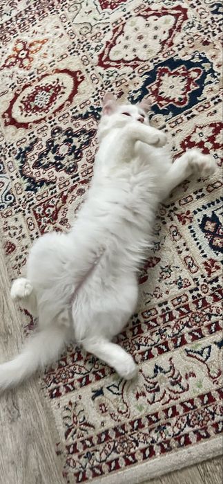 хороший котик в добрые руки