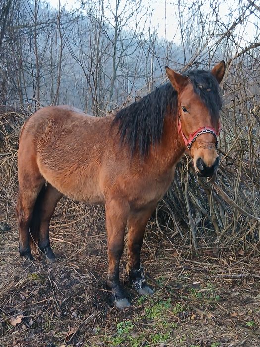 Vand manz de 1 an si 6 luni pus doar la târâș