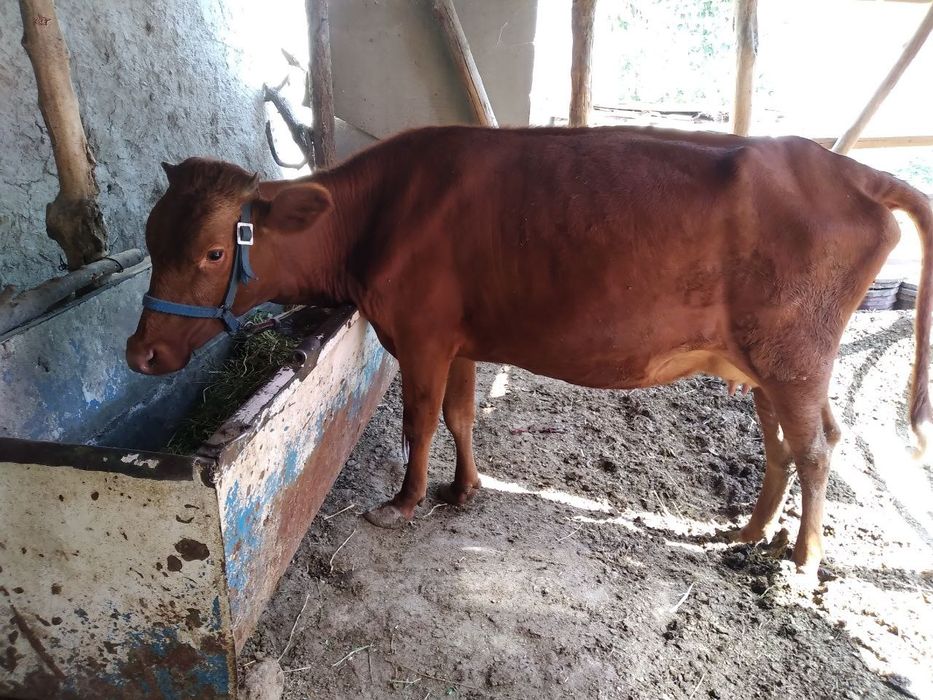 Ona bola sigir sotiladi