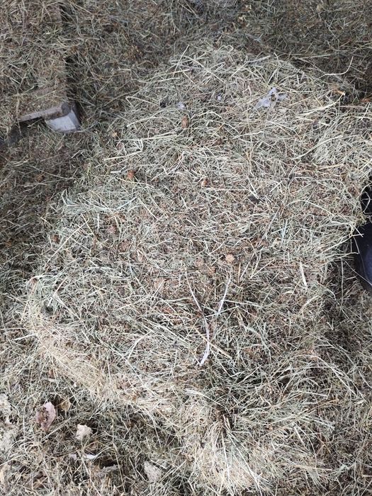 Сено шоп жонышка