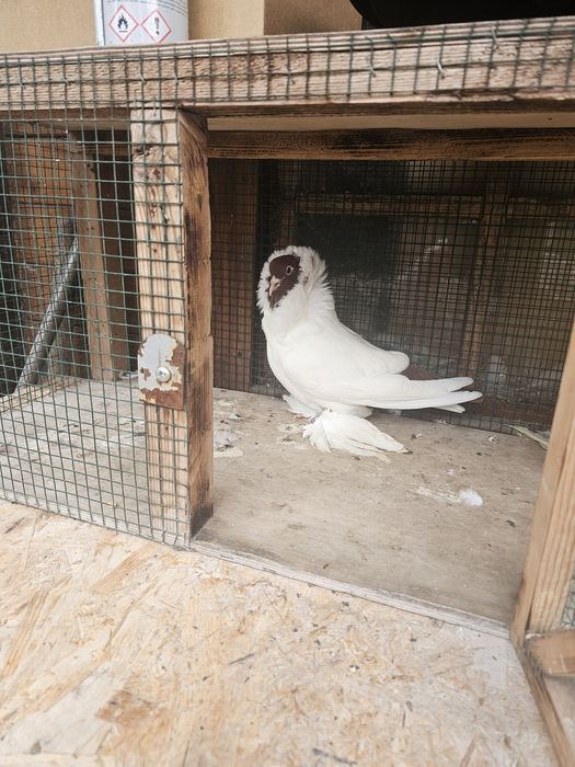 Porumbei Cap de Maur