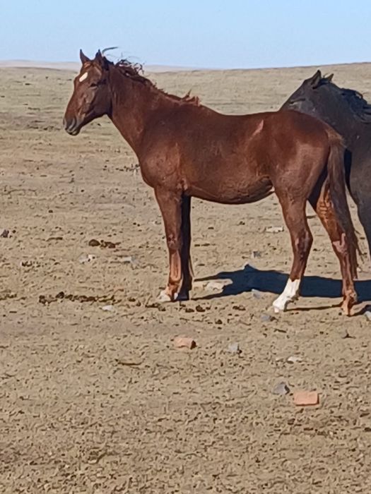 Продам Жеребца 3 года