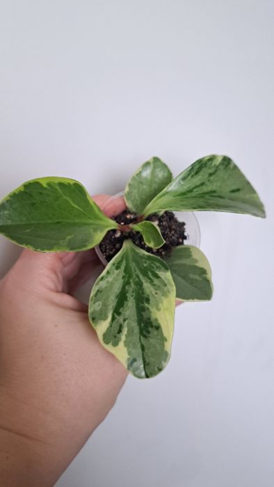 Продам пеперомию вариегатную