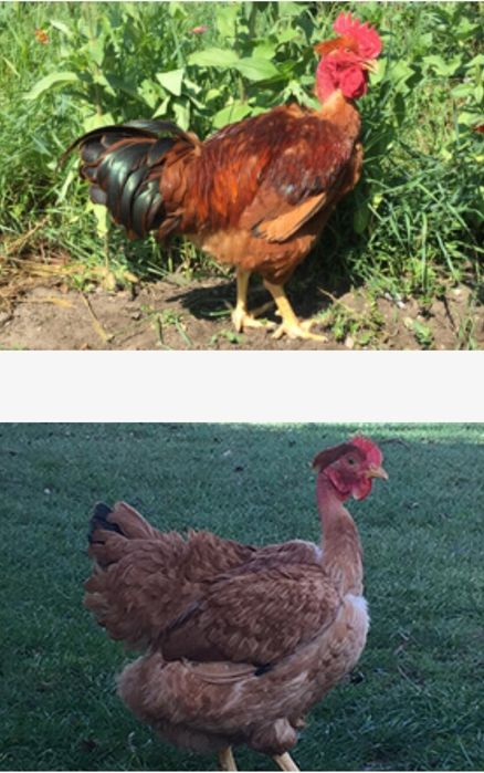 Ofertă pui rasa mixtă și pui de carne la cel mai bun preț de pe piață