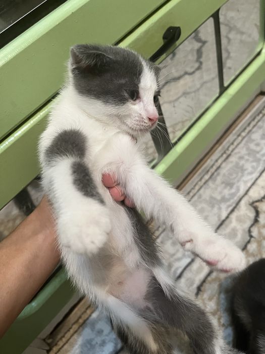 отдам котят в добрые руки