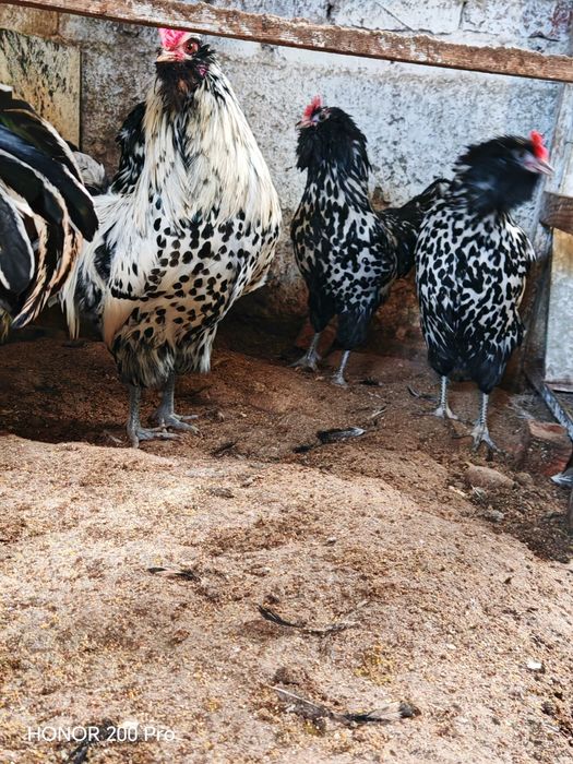 Разплодни яйца от Тюрингийска брадата кокошка