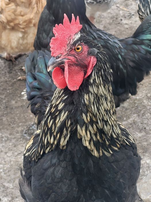 Продам молодых петушков