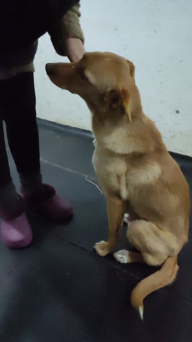 Красивая собака, девочка, стерилизованна