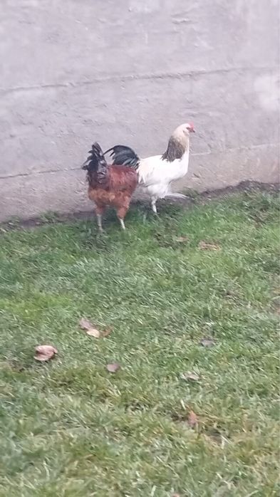 Vand cocosi ameraucana de 3,5 luni