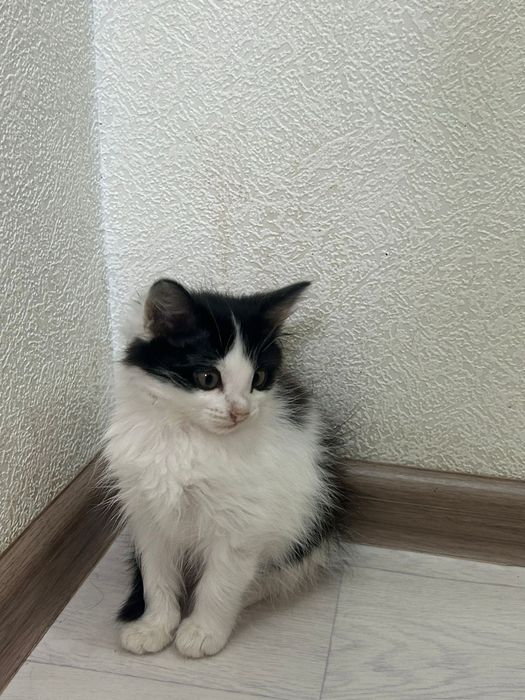 Отдам котят в добрые руки!