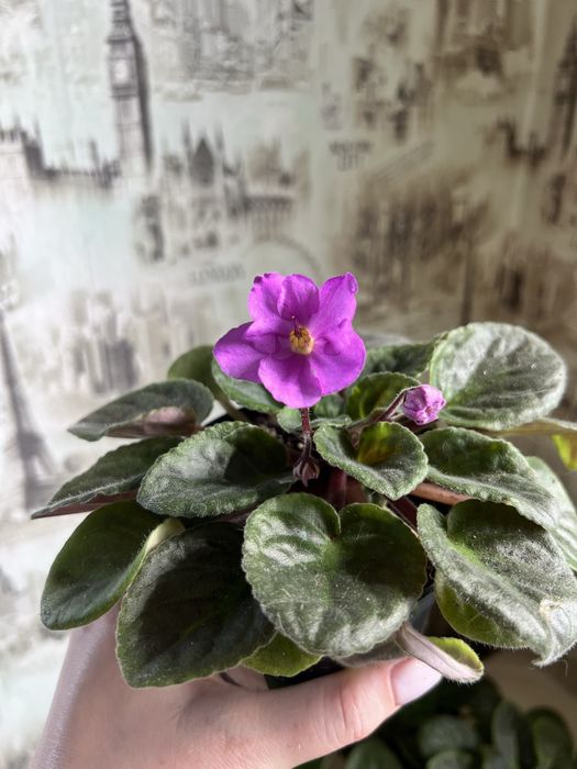 Фиалки 700 тенге