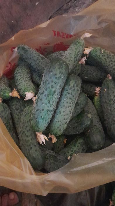 Домашний огурцы 400тг
