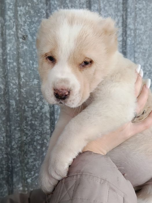 Продам щенков азиатов