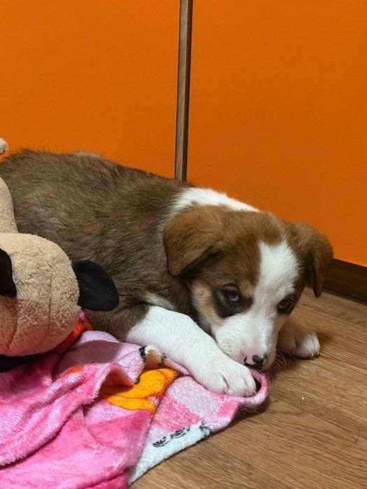 Пристраивается  щенок