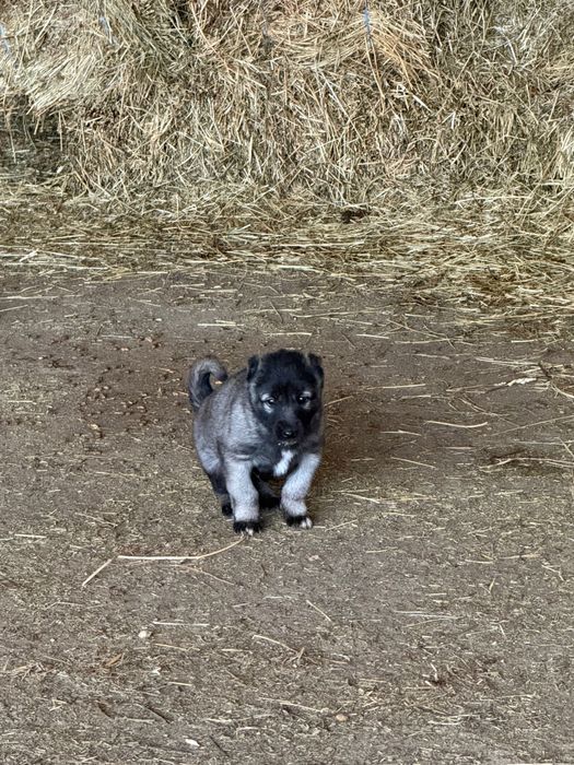 KANGAL  |  5 săptămâni  |  300€