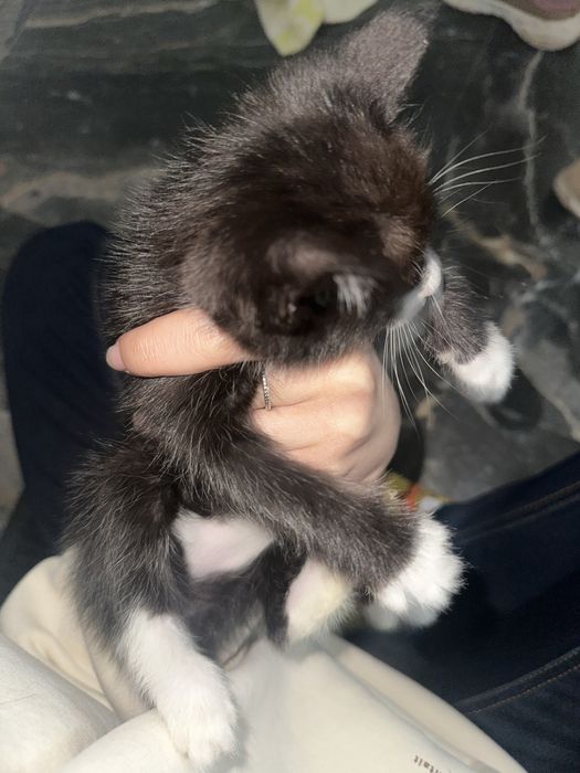 Котята ищут дом, и добрые ручки