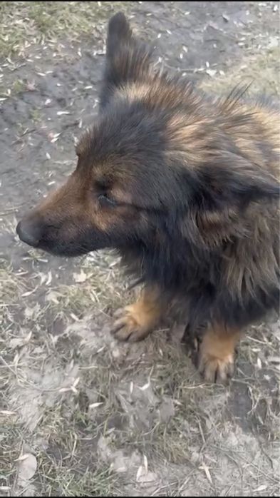 Пристраивается пёс